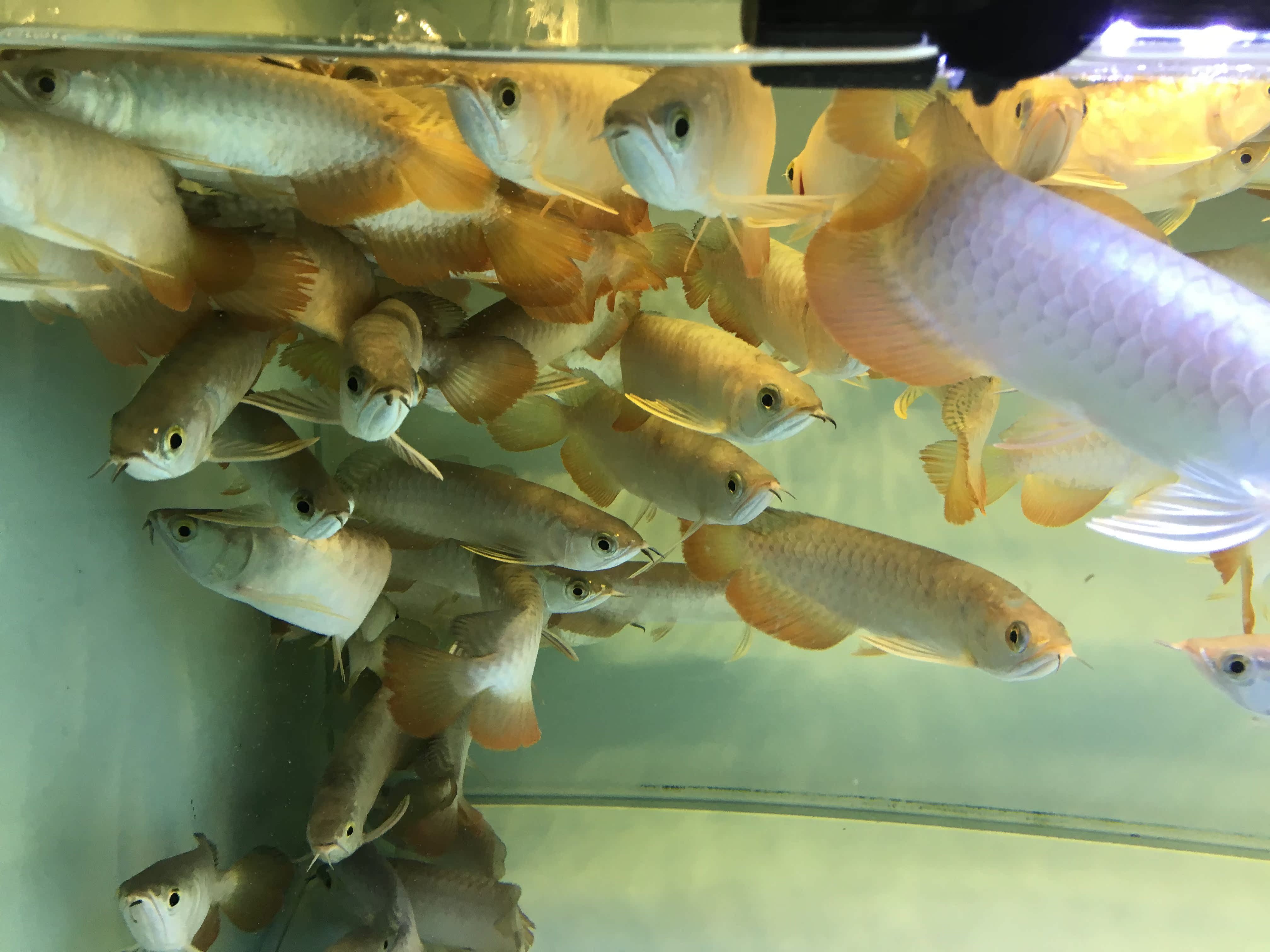 龍魚身上起棉絮狀的是怎么回事，龍魚身上粘液增多的原因及治療方法及治療龍魚水霉病原因