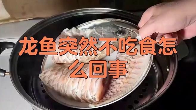 龍魚拒食怎么辦找準(zhǔn)原因輕松恢復(fù)食欲，龍魚不愛吃食怎么辦