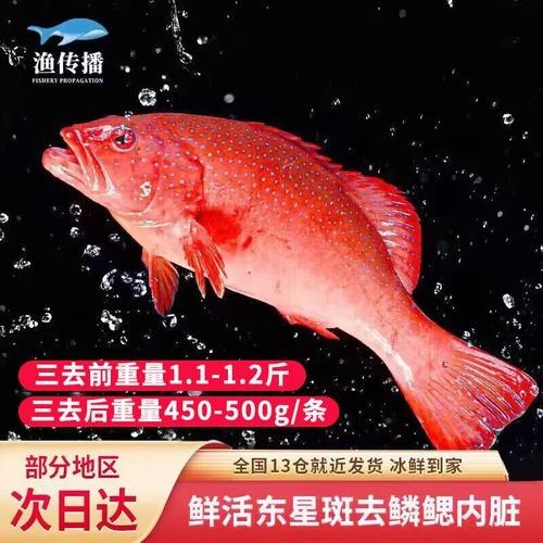 眼斑魚的最佳烹飪方法是什么眼斑魚的最佳烹飪方法是什么，眼斑魚有哪些營養價值？