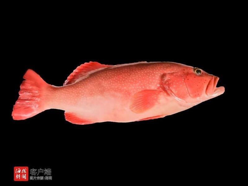 眼斑魚的最佳烹飪方法是什么眼斑魚的最佳烹飪方法是什么，眼斑魚有哪些營養價值？