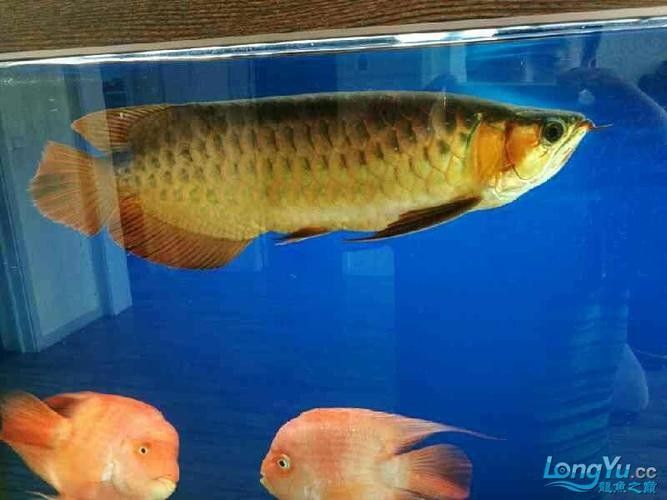 龍魚可以吃海蝦嗎，龍魚吃海蝦需要注意哪些問題，關(guān)于龍魚可以吃海蝦的問題