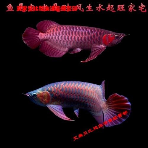 弘鰭紫艷紅龍魚飼養技巧:鰭紫艷紅龍魚飼養技巧，弘鰭紫艷紅龍魚的飼養技巧