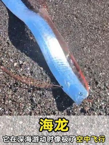 海龍魚的基本介紹，你知道如何正確飼養寵物海龍魚嗎