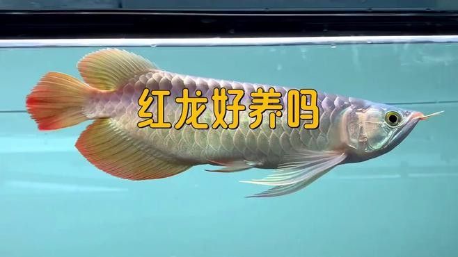 鄆城紅龍魚的養護要點，紅龍魚怎么養？