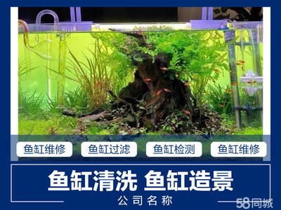 龍魚魚苗圖片大全，，龍魚魚苗圖片大全