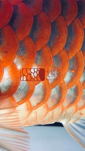 龍魚發色專用燈選擇要點和主流產品推薦龍魚發色燈，龍魚發色專用燈品牌及代表性代表性產品推薦