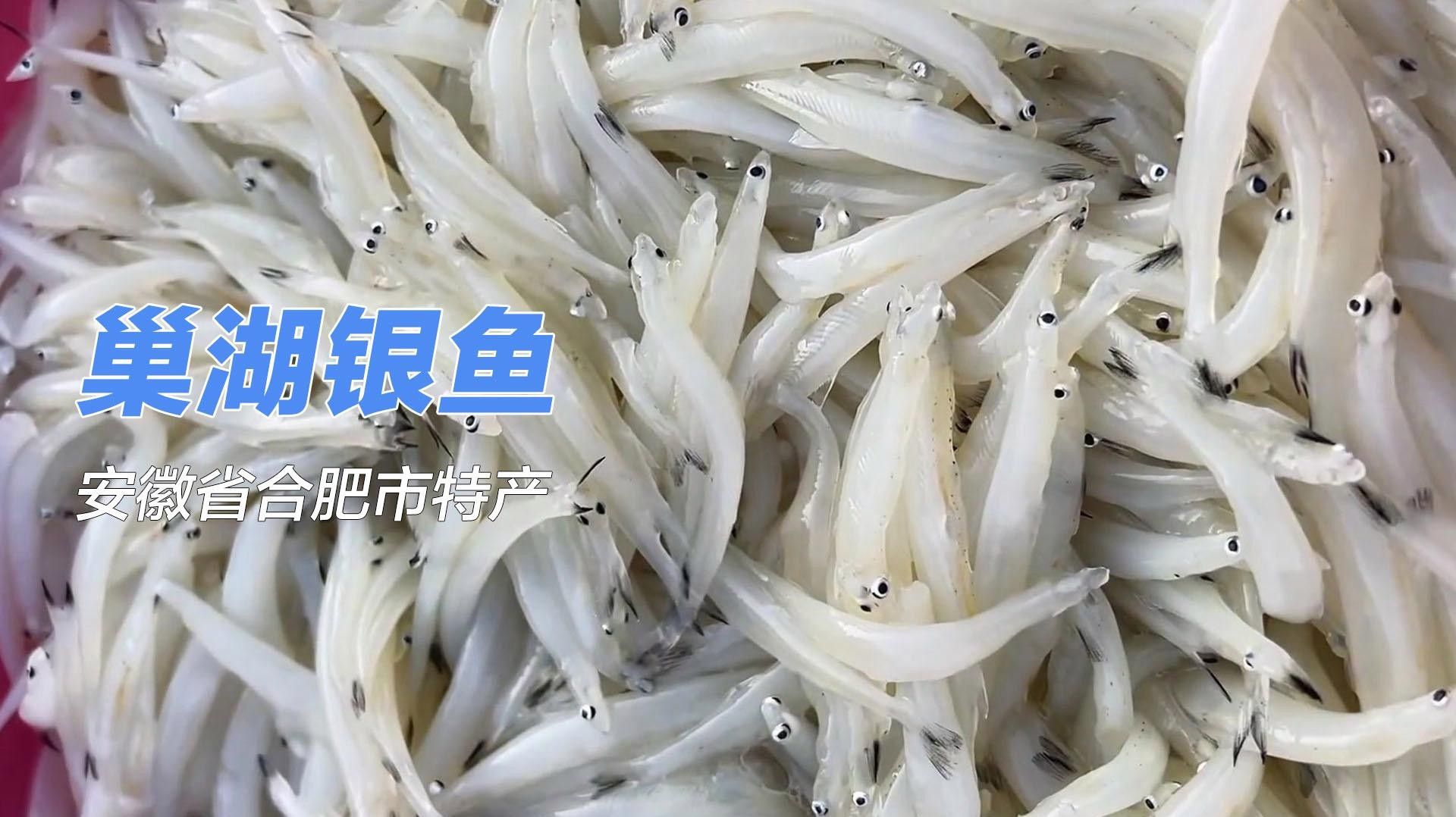 巢湖里的水晶精靈，舌尖上的銀白美味,千年漁獲的現代傳奇秒懂百科，巢湖中常見的幾種魚類