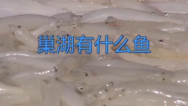 巢湖里的水晶精靈，舌尖上的銀白美味,千年漁獲的現代傳奇秒懂百科，巢湖中常見的幾種魚類