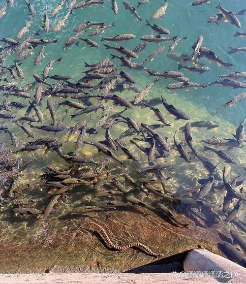 青海省班瑪縣瑪可河流域的“班瑪龍魚”是否指代某種魚類，班瑪龍魚是真正的龍魚嗎？