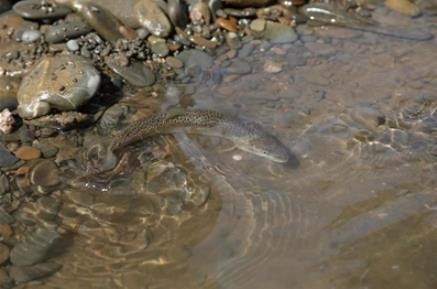 青海省班瑪縣瑪可河流域的“班瑪龍魚”是否指代某種魚類，班瑪龍魚是真正的龍魚嗎？