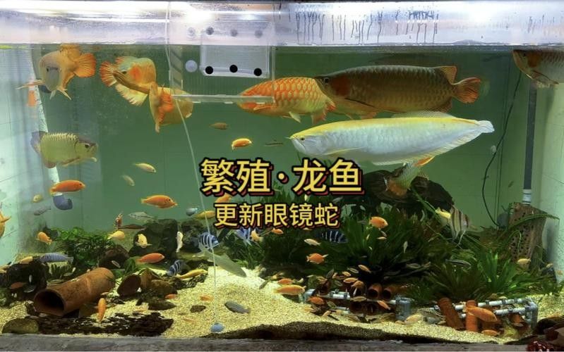青海省班瑪縣瑪可河流域的“班瑪龍魚”是否指代某種魚類，班瑪龍魚是真正的龍魚嗎？