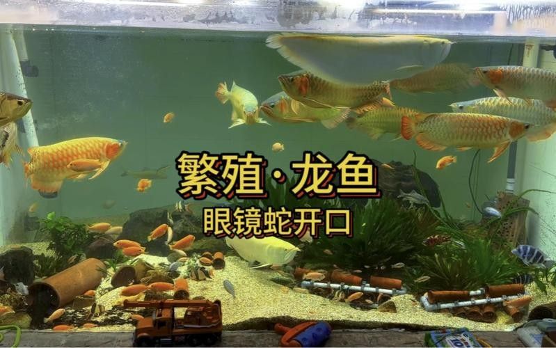 青海省班瑪縣瑪可河流域的“班瑪龍魚”是否指代某種魚類，班瑪龍魚是真正的龍魚嗎？