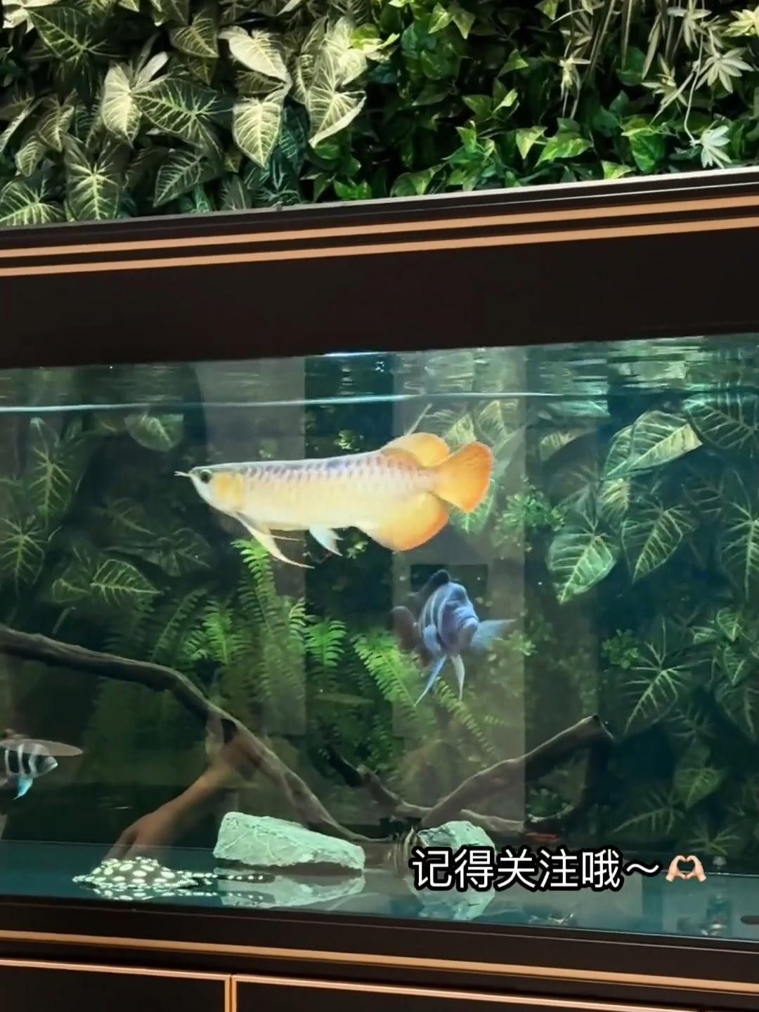 龍魚有點炸鱗用換水嗎龍魚炸鱗治療方法，金龍-抖音何有理～龍魚炸鱗用換水嗎