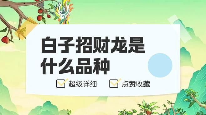 白子招財龍是什么品種警途映初心白子招財龍是什么，白子招財龍和紅眼白子招財龍是什么品種警途映初心