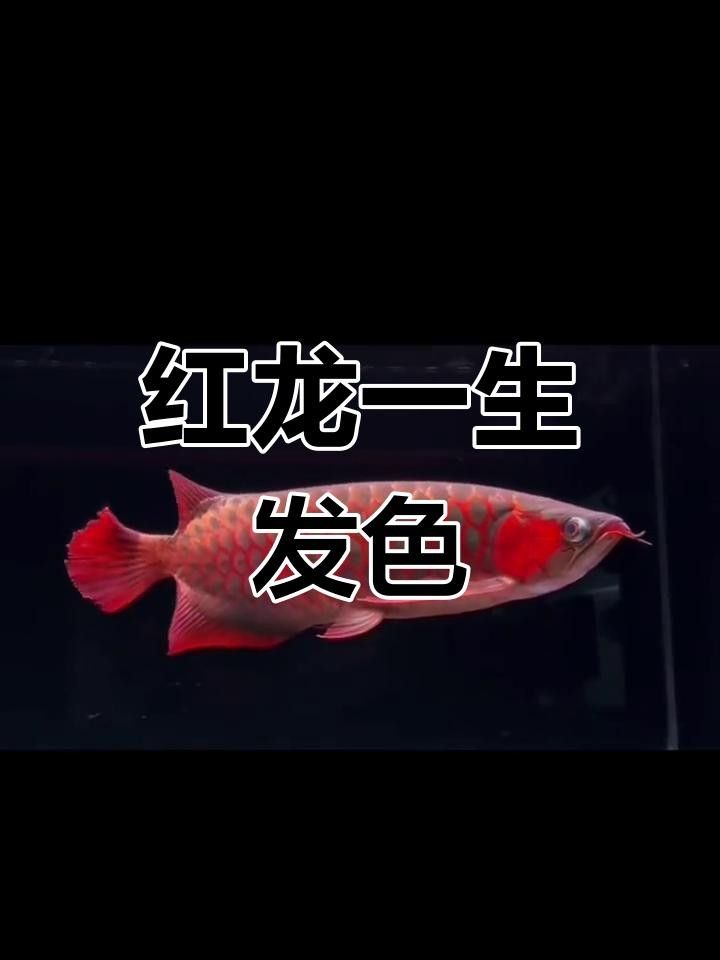 紅龍魚發色需要時間，越養越紅，紅龍魚發色的各個階段