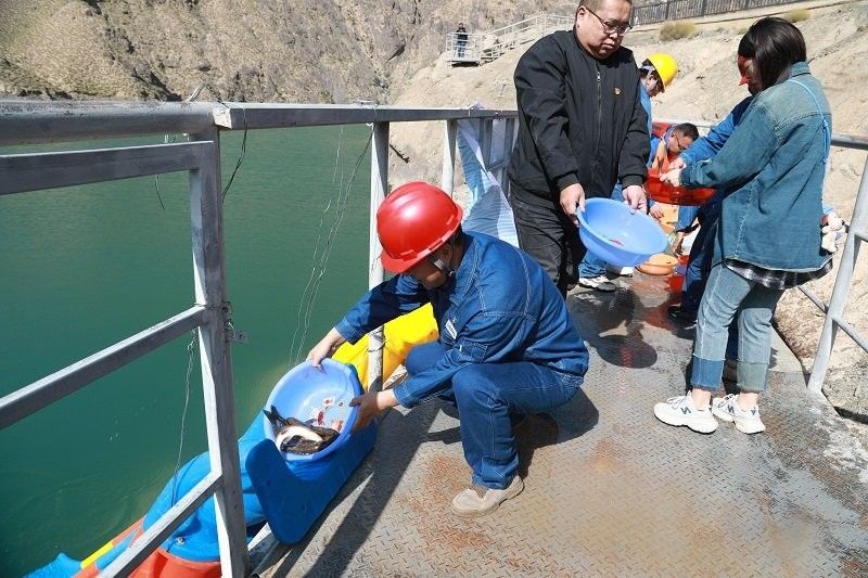 肅南:2萬余尾裸鯉魚苗躍入黑河，甘肅省張掖市肅南裕固族自治縣“肅南龍魚”品種或養(yǎng)殖項目