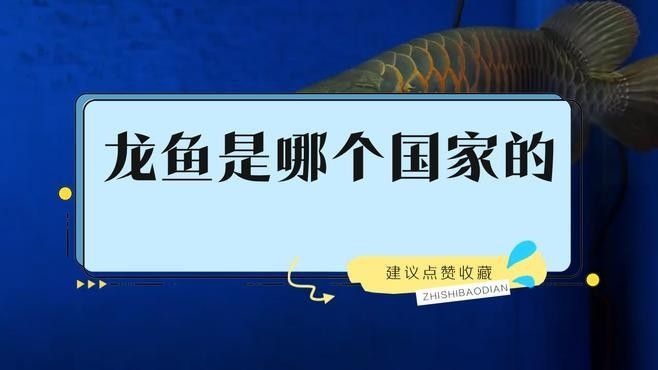龍魚的生活習性與養護技巧，聽魚場老板揭秘龍魚價格內幕