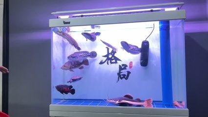 什么魚長得像龍魚一樣，什么魚長得像龍魚一樣對應的信息，什么魚長得像龍魚