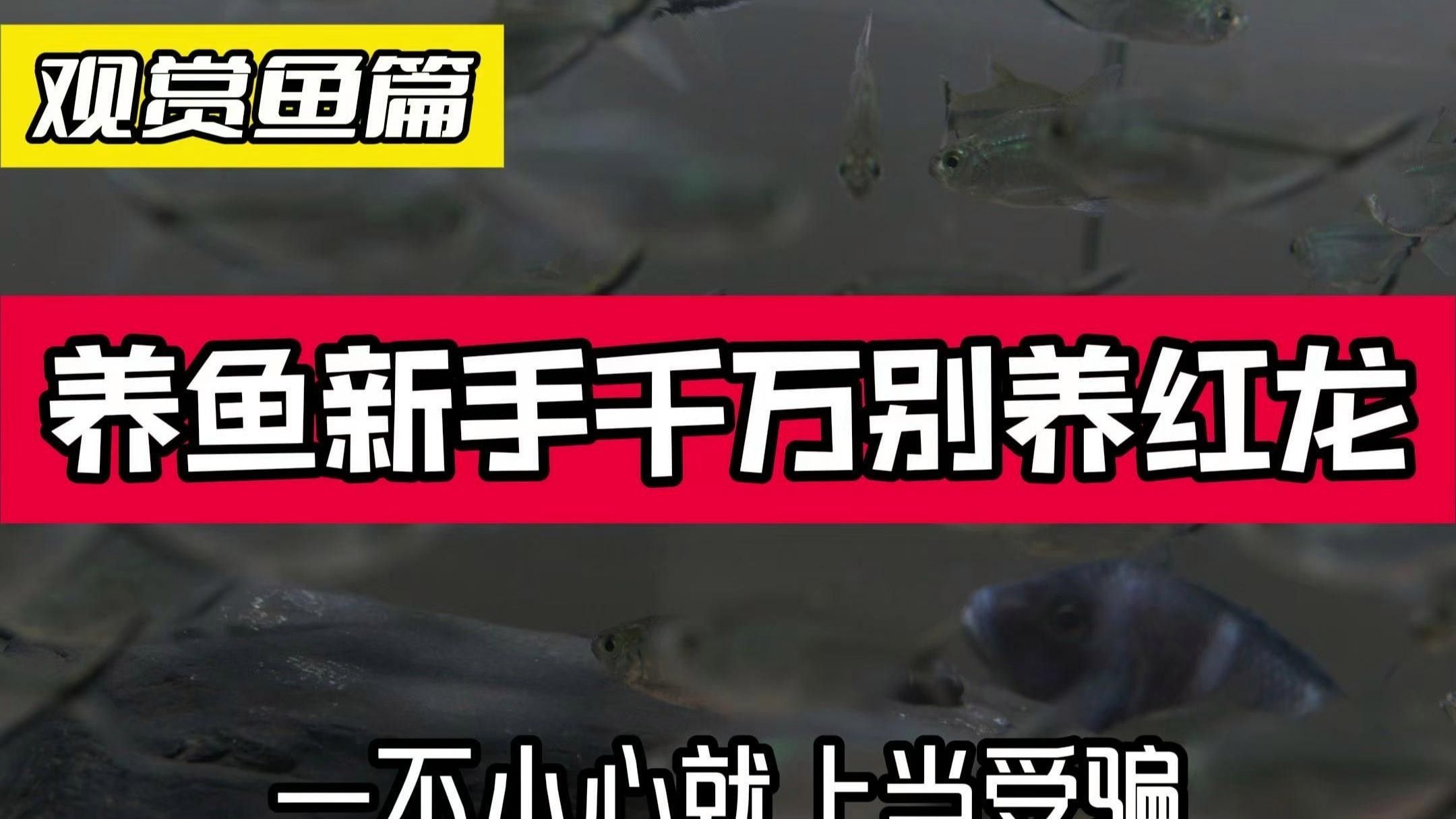 廣水紅龍魚的價格是多少？，全網最詳細的養紅龍教程，耐心看完一定會有收獲