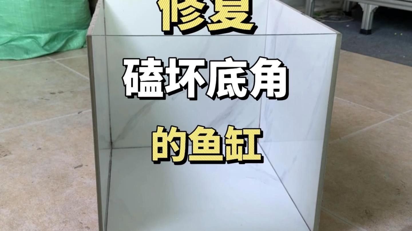 魚缸撞歪了，最簡(jiǎn)單有效的恢復(fù)方法包括：檢查魚缸是否穩(wěn)固，魚缸撞歪了最簡(jiǎn)單有效的恢復(fù)方法 魚缸撞歪了，最簡(jiǎn)單有效的恢復(fù)方法包括：檢查魚缸是否穩(wěn)固，魚缸撞歪了最簡(jiǎn)單有效的恢復(fù)方法 觀賞魚百科 第1張