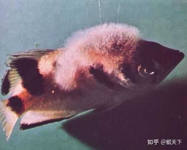 龍魚真菌感染如何應(yīng)對東巷88號(hào)偵探鯤天下觀賞魚疾病匯總，龍魚尾巴長白毛真菌感染如何應(yīng)對