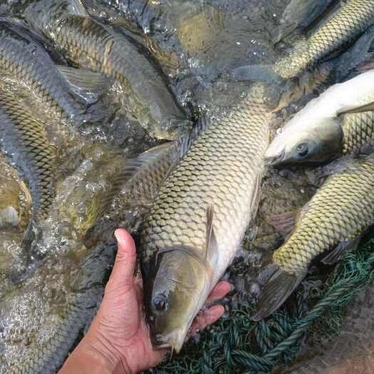 隰縣龍魚的市場價格，隰縣龍魚價格