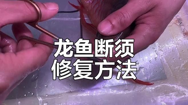 龍魚須子斷了怎么辦？，龍魚須子折了要警惕四種病，可能是由四種疾病引起的