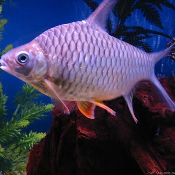 檸檬鯽的種類有哪些？，檸檬鯽是什么魚？
