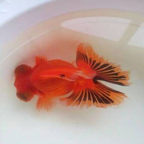 龍魚鰓蓋潰爛有哪些治療方法，如何治療龍魚鰓蓋潰爛？