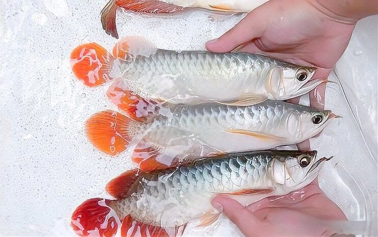 紅龍魚鱗片底色為紫色是一種非常優質且稀有的特征，具有很高的市場潛力，夢歸水族紅龍魚鱗片底色為紫色鱗底紅龍魚發色出狀態攻略