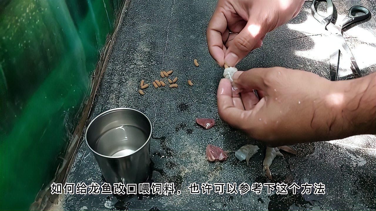 龍魚不吃顆粒飼料的解決方案，龍魚不吃顆粒飼料教你如何成功改口全民小視頻