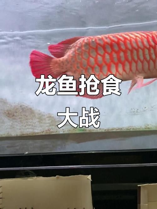 龍魚吃活泥鰍的利與弊，微信公眾平臺龍魚吃活泥鰍給龍魚別這樣做養龍大神是這樣處理的