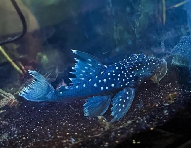 盤點公認十大最好看異形魚嗶哩嗶哩嗶哩嗶哩嗶哩嗶哩嗶哩嗶哩嗶哩，十大最好看異形魚嗶哩嗶哩嗶哩嗶哩嗶哩嗶哩常見異形魚品種大揭秘