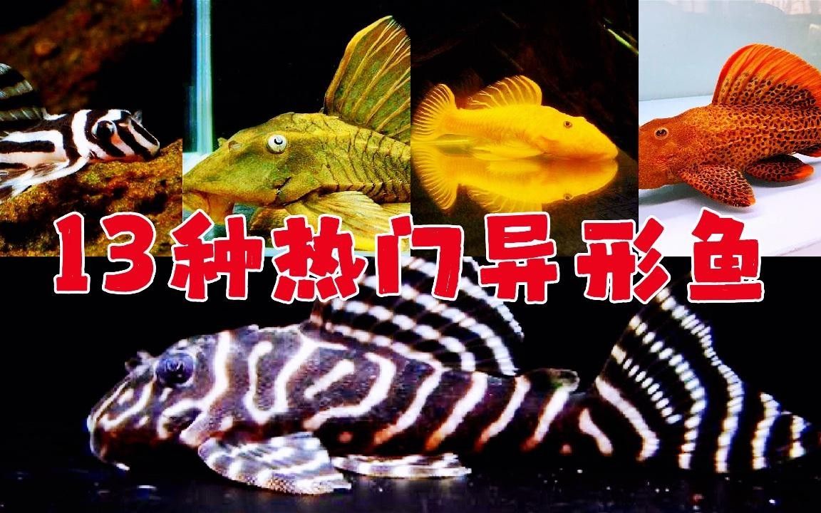 盤點公認十大最好看異形魚嗶哩嗶哩嗶哩嗶哩嗶哩嗶哩嗶哩嗶哩嗶哩，十大最好看異形魚嗶哩嗶哩嗶哩嗶哩嗶哩嗶哩常見異形魚品種大揭秘