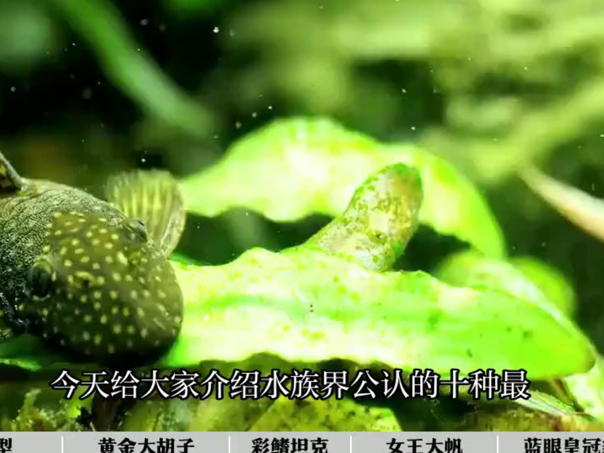 盤點公認十大最好看異形魚嗶哩嗶哩嗶哩嗶哩嗶哩嗶哩嗶哩嗶哩嗶哩，十大最好看異形魚嗶哩嗶哩嗶哩嗶哩嗶哩嗶哩常見異形魚品種大揭秘