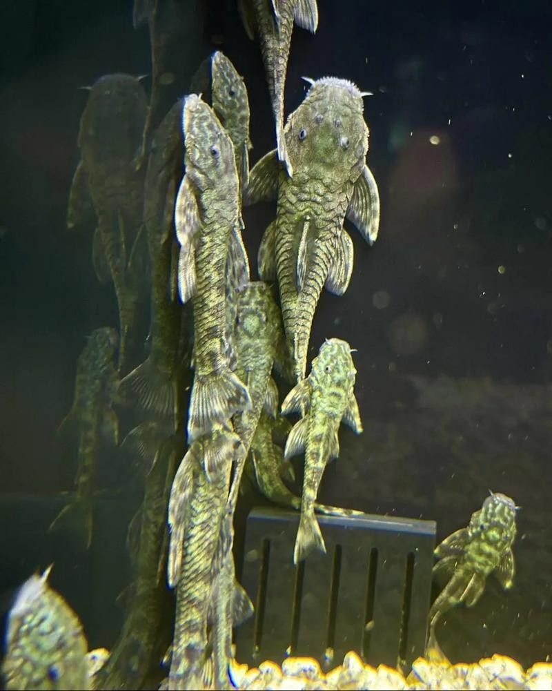 盤點公認十大最好看異形魚嗶哩嗶哩嗶哩嗶哩嗶哩嗶哩嗶哩嗶哩嗶哩，十大最好看異形魚嗶哩嗶哩嗶哩嗶哩嗶哩嗶哩常見異形魚品種大揭秘