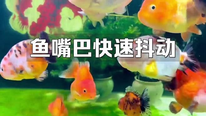 龍魚嘴抽搐的七大癥狀預示著潛在的健康問題，龍魚嘴抽搐會自愈嗎，關于龍魚嘴抽搐的七大癥狀