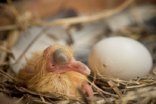 龍魚嘴抽搐的七大癥狀預示著潛在的健康問題，龍魚嘴抽搐會自愈嗎，關于龍魚嘴抽搐的七大癥狀
