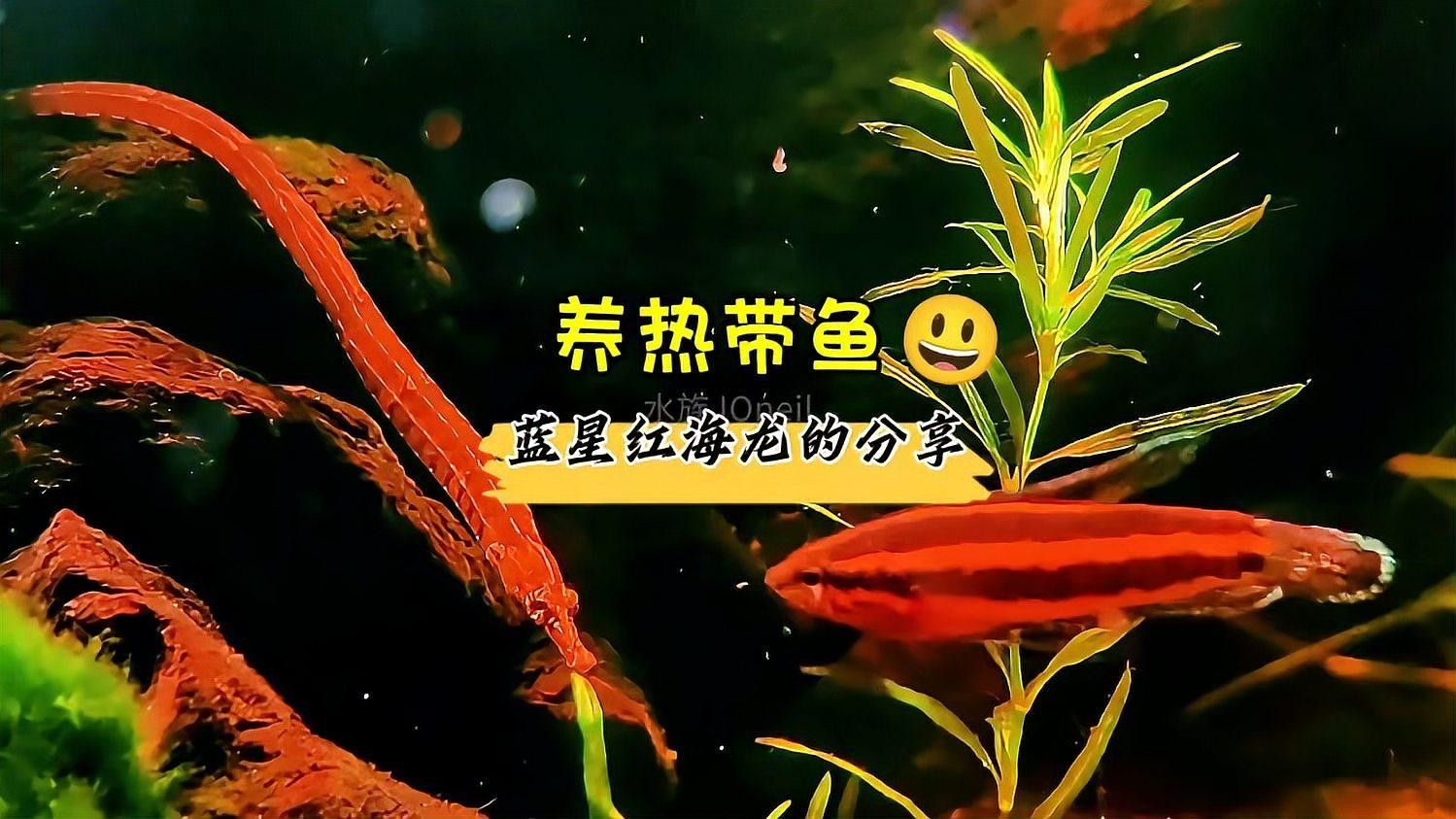 小海龍魚是什么魚，養熱帶魚藍星紅海龍的分享水族jqneil小斗在家做海龍魚