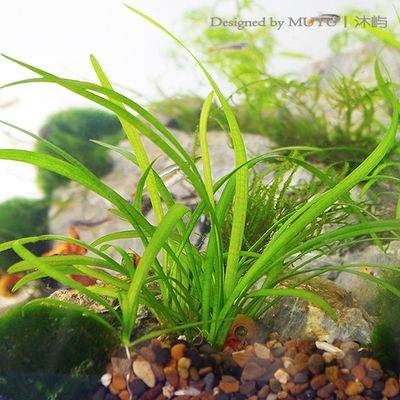 龍魚養殖基地、龍魚之家、龍魚之家值得推薦的三家網店，網上買龍魚哪家店好，看看這些關鍵詞 龍魚養殖基地、龍魚之家、龍魚之家值得推薦的三家網店，網上買龍魚哪家店好，看看這些關鍵詞 觀賞魚百科 第1張
