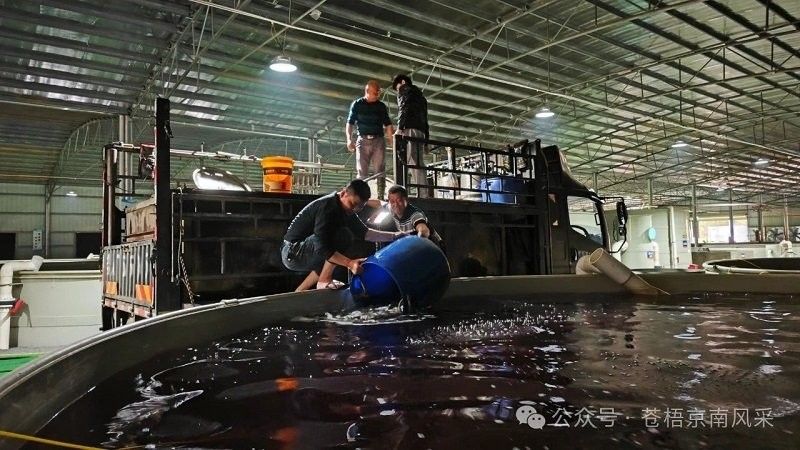 蒼梧金龍魚的繁殖難度大嗎？，“蒼梧金龍魚”可能是指在該地區(qū)養(yǎng)殖的特定魚種或項(xiàng)目