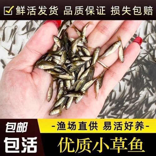 淡水魚苗批發魚苗批發經營，京東淡水魚苗批發魚苗批發信息批發信息