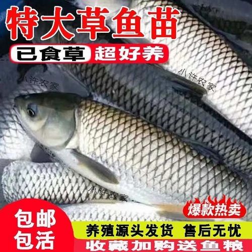 淡水魚苗批發魚苗批發經營，京東淡水魚苗批發魚苗批發信息批發信息