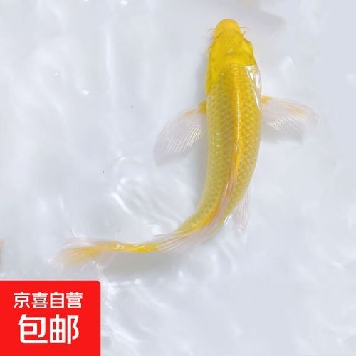 淡水魚苗批發魚苗批發經營，京東淡水魚苗批發魚苗批發信息批發信息