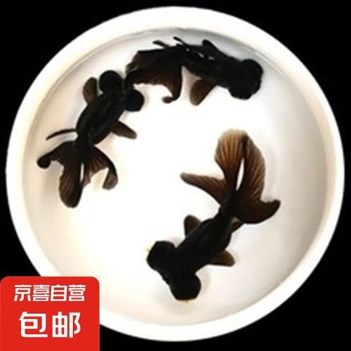 淡水魚苗批發魚苗批發經營，京東淡水魚苗批發魚苗批發信息批發信息