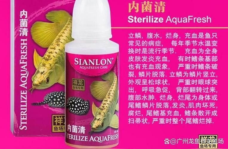 祥龍魚場的龍魚價格是多少祥龍魚場的龍魚價格是多少,廣州龍魚批發市場探訪:祥龍魚場40年專注龍魚批發愛奇藝 觀賞魚百科 第5張 祥龍魚場的龍魚價格是多少祥龍魚場的龍魚價格是多少,廣州龍魚批發市場探訪:祥龍魚場40年專注龍魚批發愛奇藝 祥龍魚場的龍魚價格是多少祥龍魚場的龍魚價格是多少,廣州龍魚批發市場探訪:祥龍魚場40年專注龍魚批發愛奇藝 觀賞魚百科 第5張