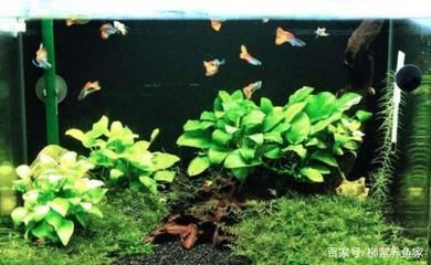 龍魚蒙眼癥狀圖片高清大圖：如何識別和治療龍魚蒙眼癥狀，如何識別和治療龍魚蒙眼癥狀？