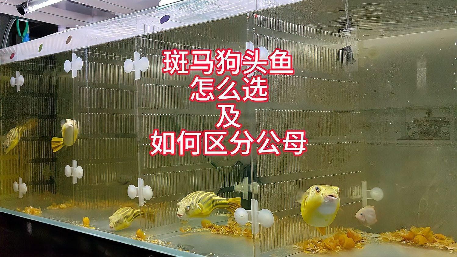 斑馬狗頭魚的飼養(yǎng)難度如何，，嗶哩嗶哩斑馬狗頭魚病治療實(shí)錄(六)