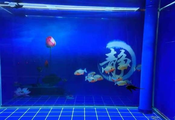 杭州魚缸訂做店鋪，杭州魚缸訂做店