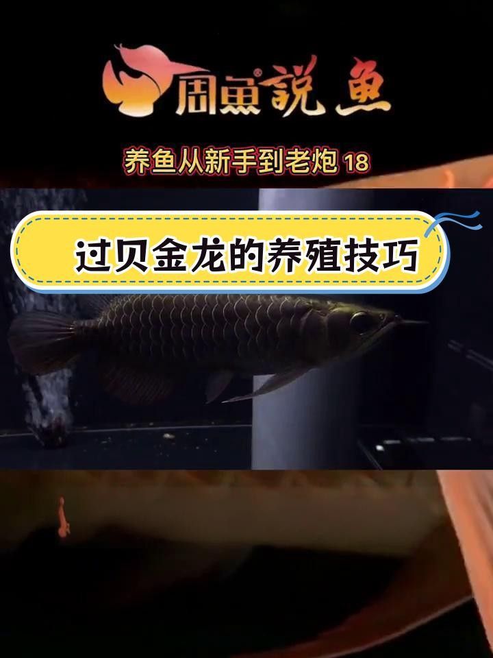 金頭過背金龍魚的三個(gè)最簡單步驟，養(yǎng)殖過程需要一定的技巧和耐心，金頭過背金龍的三個(gè)最簡單步驟
